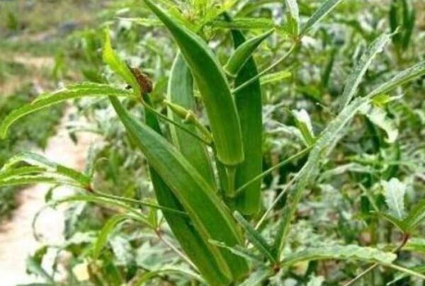 秋葵种大概什么时候能长,秋葵长到什么时候可以吃