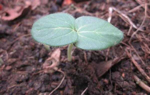 秋葵种大概什么时候能长,秋葵长到什么时候可以吃