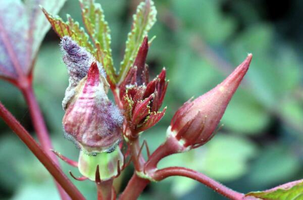 秋葵种大概什么时候能长,秋葵长到什么时候可以吃