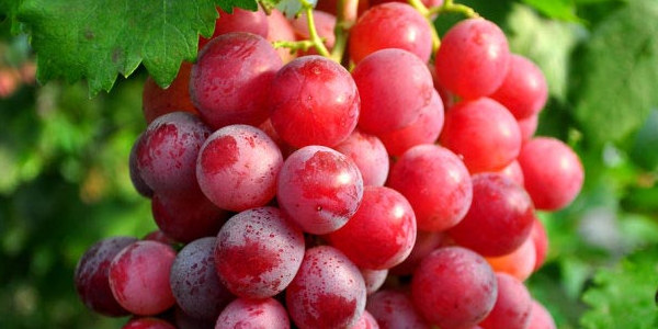 五月份下来的葡萄产地是哪,金手指葡萄正季买是啥时候