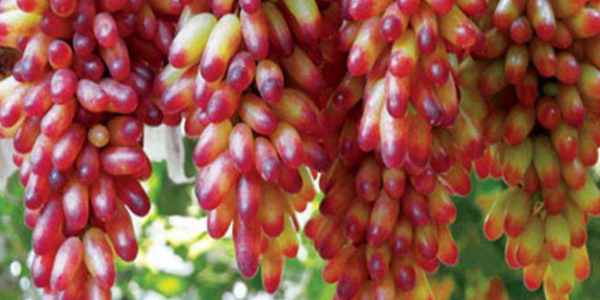 美人指葡萄是转基因吗,美人指葡萄四川好种吗