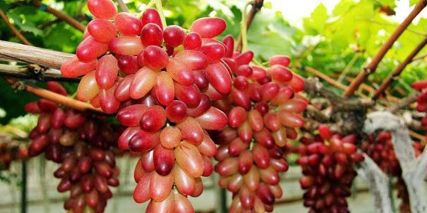 美人指葡萄成熟时间,美人指葡萄没成熟的果粒是什么样子