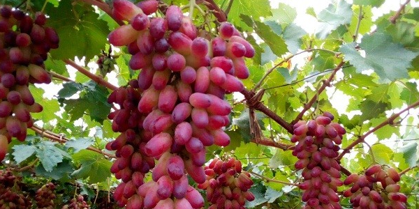 美人指葡萄几月份成熟黑色,美人指葡萄要多久结果