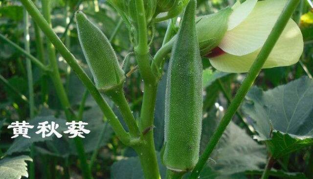 秋葵炒之前需要焯水吗,秋葵炒的时候要不要过下水的