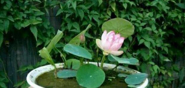 莲藕种子可以种植吗,莲藕种子怎么种植方法