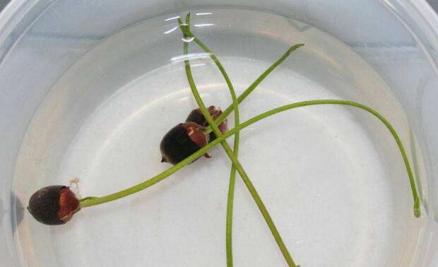 莲藕种子可以种植吗,莲藕种子怎么种植方法