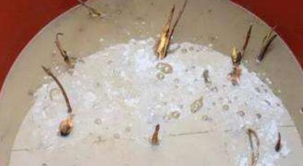 莲藕种子可以种植吗,莲藕种子怎么种植方法