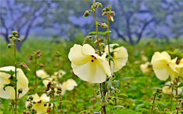 京兰葵又叫黄秋葵花吗,黄秋葵花怎么制作方法