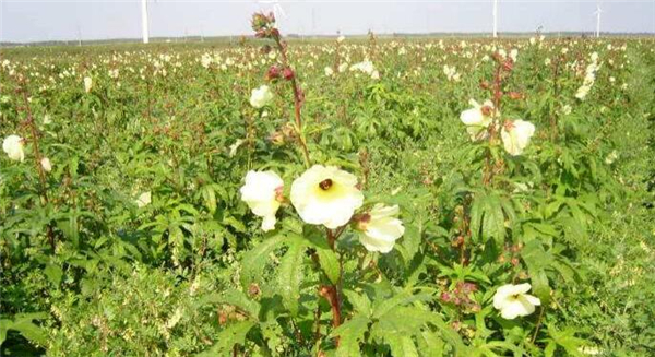 京兰葵又叫黄秋葵花吗,黄秋葵花怎么制作方法