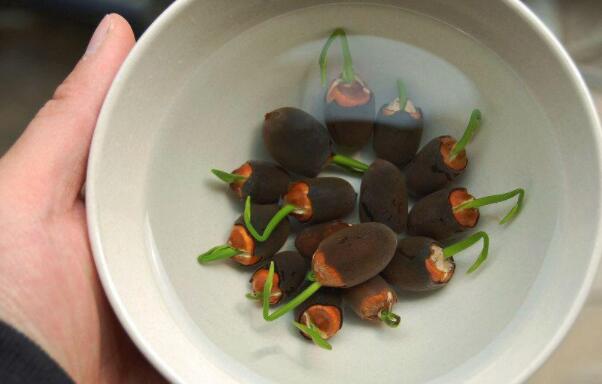 睡莲种子和碗莲种子一样吗,碗莲种子和睡莲种子的区别