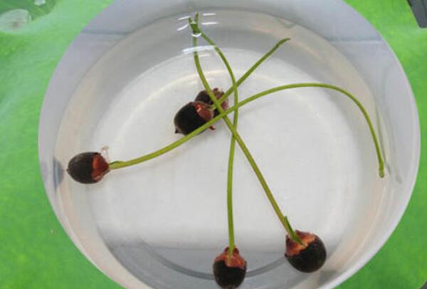 睡莲种子和碗莲种子一样吗,碗莲种子和睡莲种子的区别