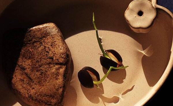 莲藕种子能吃吗,新鲜莲子怎么种