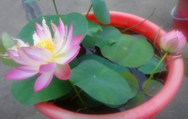 莲藕种子能吃吗,新鲜莲子怎么种