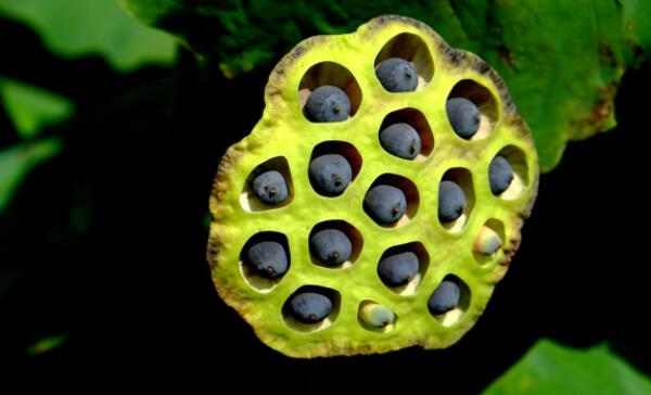 莲藕种子直接扔池塘能发芽吗,种子怎么才能发芽