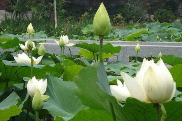 莲藕种子直接扔池塘能发芽吗,种子怎么才能发芽