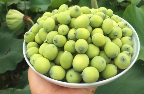 莲藕种子直接扔池塘能发芽吗,种子怎么才能发芽