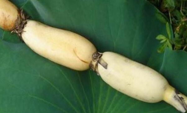 睡莲会有莲藕和莲蓬吗,睡莲种子和莲藕的区别