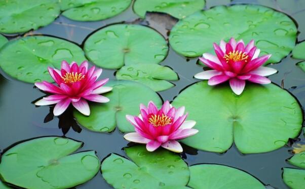 荷花种子和睡莲种子的区别,睡莲的种子靠什么传播种子