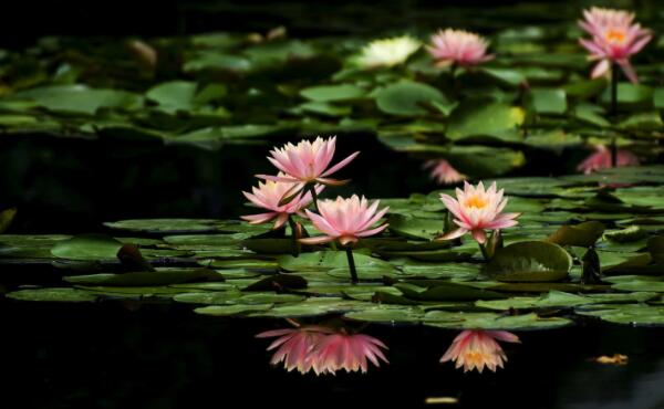 荷花种子和睡莲种子的区别,睡莲的种子靠什么传播种子