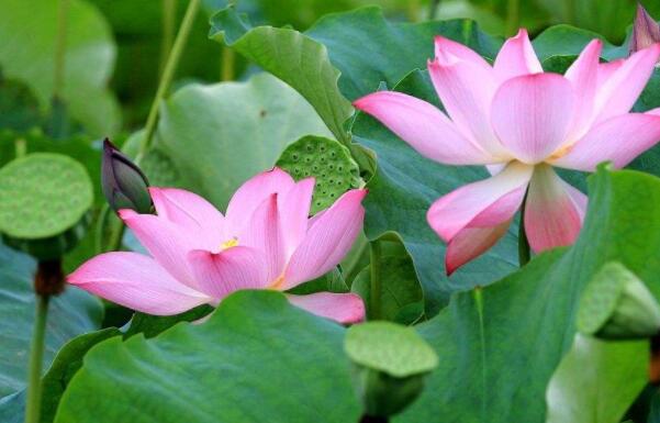 荷花种子和睡莲种子的区别,睡莲的种子靠什么传播种子