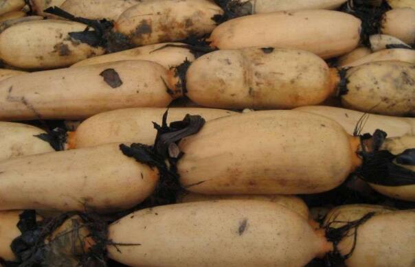 新垦莲藕是粉的还是脆的,新垦莲藕怎么是脆的