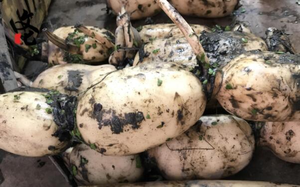 南沙新垦莲藕哪里有卖,南沙新垦莲藕那里购买