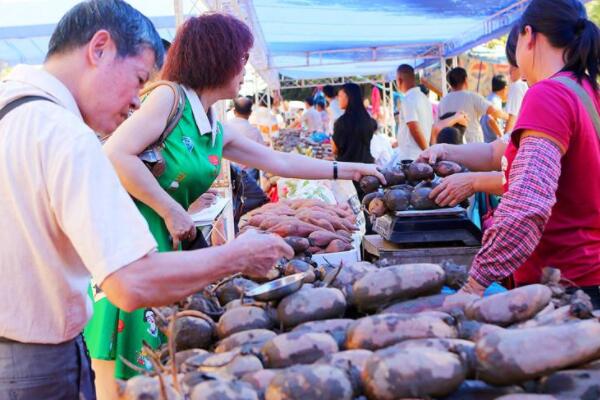 南沙新垦莲藕价格,新垦莲藕是粉的吗