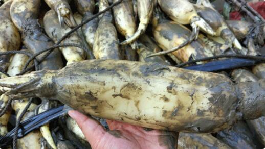 南沙新垦莲藕什么时候收,新垦莲藕和湖北莲藕的区别