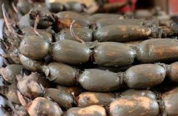 南沙新垦莲藕什么时候收,新垦莲藕和湖北莲藕的区别