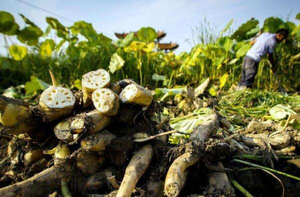 陕西什么地方产莲藕,陕西莲藕产地(陕西莲藕种植基地)