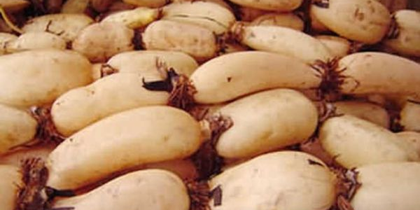 广东哪里的莲藕最粉,广东莲藕种子哪里有卖