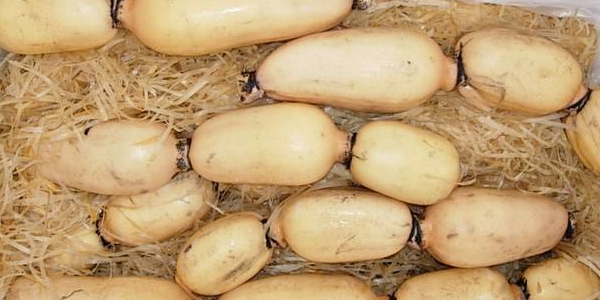 九眼莲藕产自哪里,珠海斗门哪里产莲藕