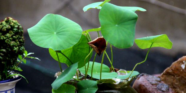 莲子怎么种盆栽,莲子怎么种植开花呢