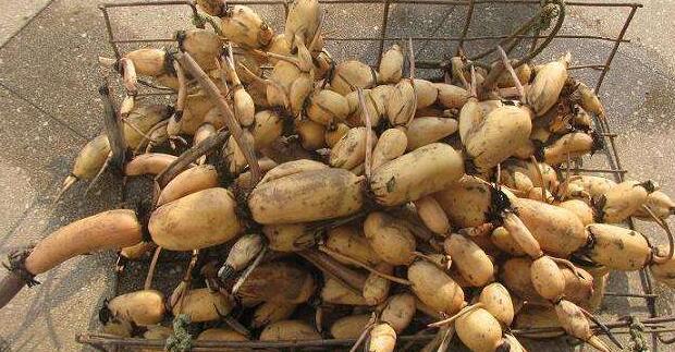 粉藕和脆藕的区别,粉藕和脆藕怎么选