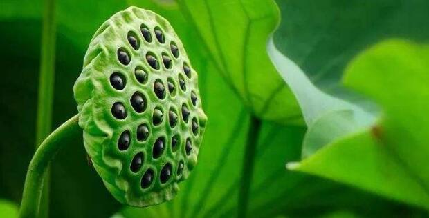 青莲子怎么种,莲子怎么种植方法图解