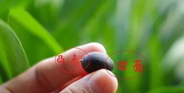 青莲子怎么种,莲子怎么种植方法图解