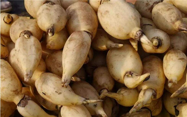 有没有最新产量高的莲藕品种,高产莲藕品种有哪些