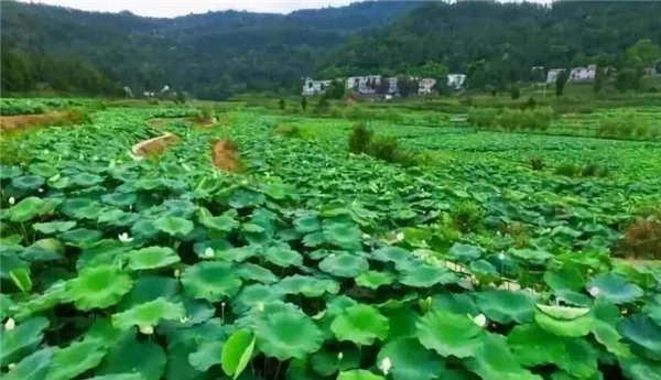 有没有最新产量高的莲藕品种,高产莲藕品种有哪些