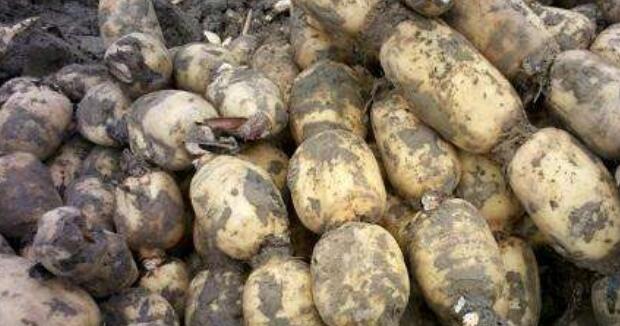 莲藕品种3735是粉藕吗,3735莲藕是面藕还是脆藕