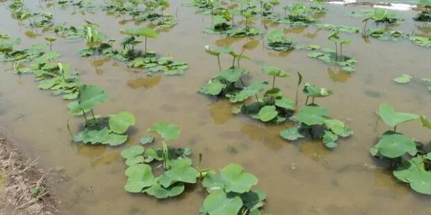 莲藕品种3735是粉藕吗,3735莲藕是面藕还是脆藕