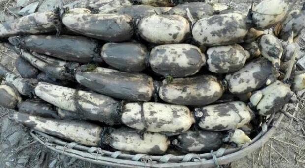 莲藕品种3735是粉藕吗,3735莲藕是面藕还是脆藕