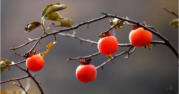 柿子什么时候成熟季节,黑柿子生长在什么地方