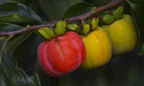柿子什么时候成熟季节,黑柿子生长在什么地方