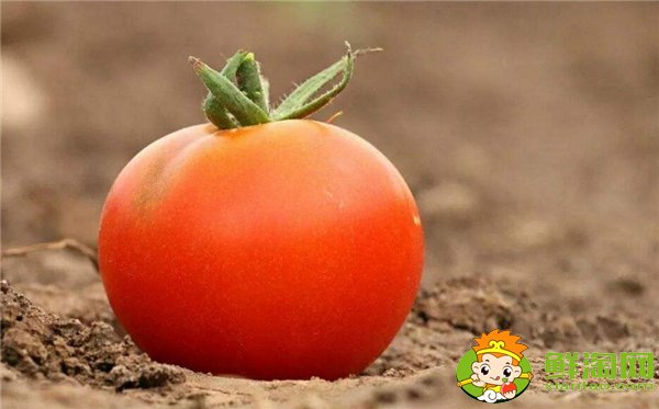 柿子生长在南方还是北方,柿子的生长过程是什么