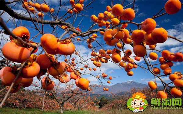 柿子生长在南方还是北方,柿子的生长过程是什么