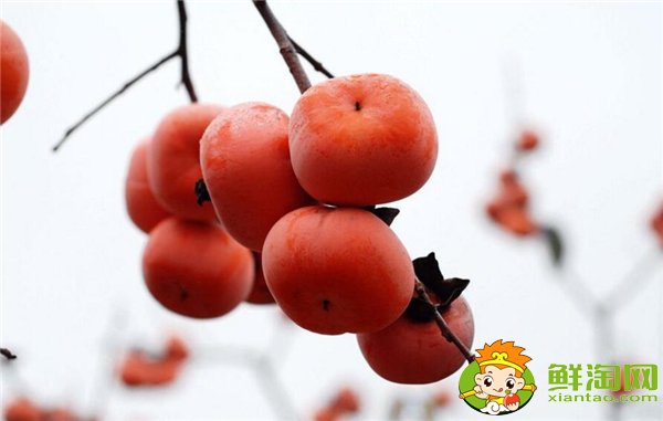 柿子生长在南方还是北方,柿子的生长过程是什么