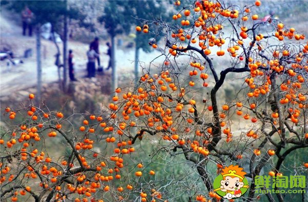 中国最有名的柿子是什么品种,什么品种的柿子摘下来就能吃
