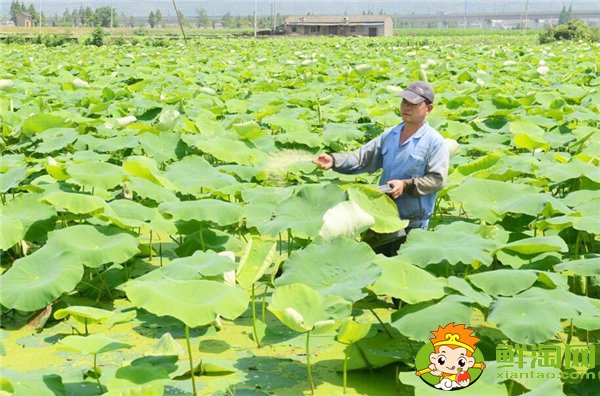 又高产又粉的莲藕品种,高产莲藕具体施肥时间