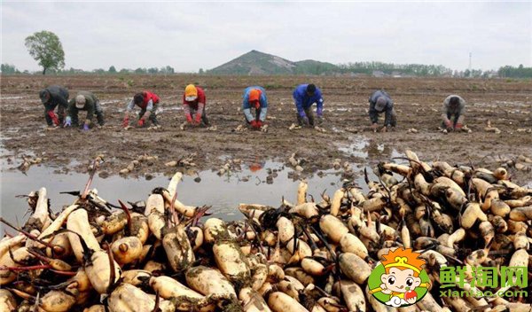 又高产又粉的莲藕品种,高产莲藕具体施肥时间