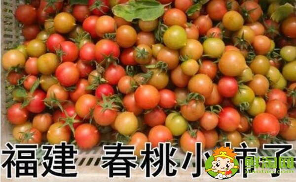 春桃圣女果是转基因吗,春桃和圣女果的区别